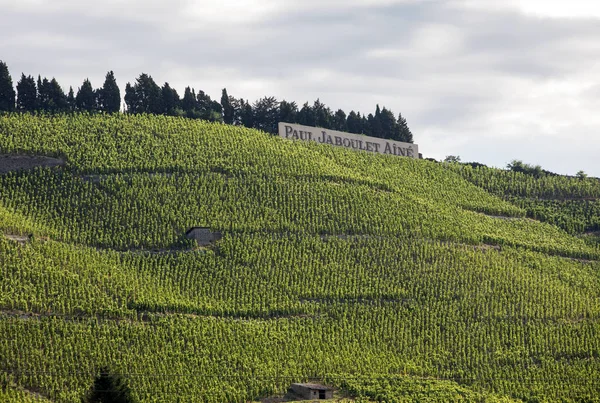 Tain l'Hermitage, Fransa - 28 Haziran 2017: M. görünümünü Chapoutier Crozes-Hermitage üzüm bağları Tain l'Hermitage, Rhone Vadisi, Fransa