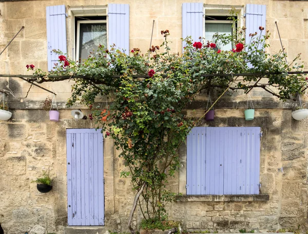 Une Rose Grimpante Sur Mur Maison Avec Volets Bleus Provence — Photo