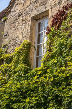 tamamen Ivy ile büyümüş bir evin duvarına