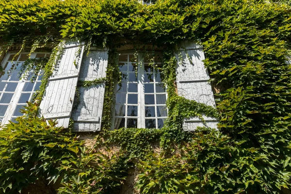 Parede Uma Casa Completamente Coberta Hera — Fotografia de Stock