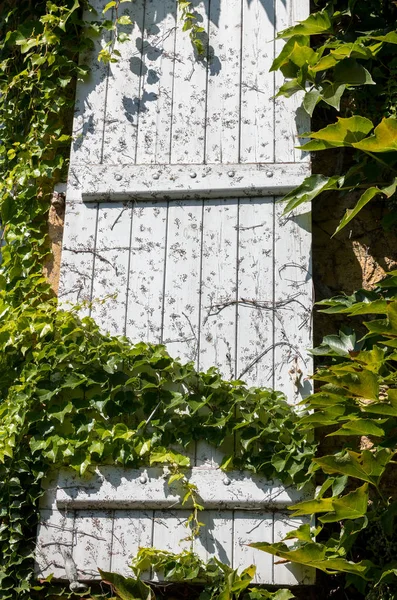 Parete Una Casa Completamente Ricoperta Ivy — Foto Stock