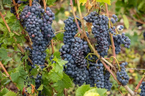 Champagne Wijngaarden Regio Cote Des Bar Van Het Departement Aube — Stockfoto