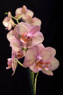 Siyah arka plan üzerine izole pastel orkide çiçek