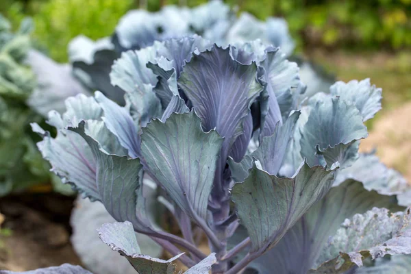 Close Red Cabbage Head Garden — Stock Photo, Image