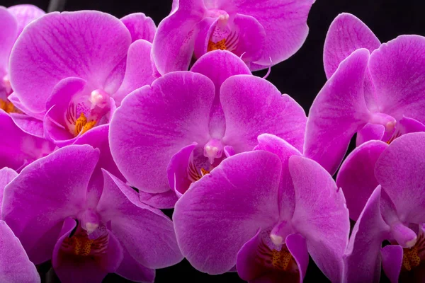 Pink Orchid Flower Isolated Black Background — Stock Photo, Image