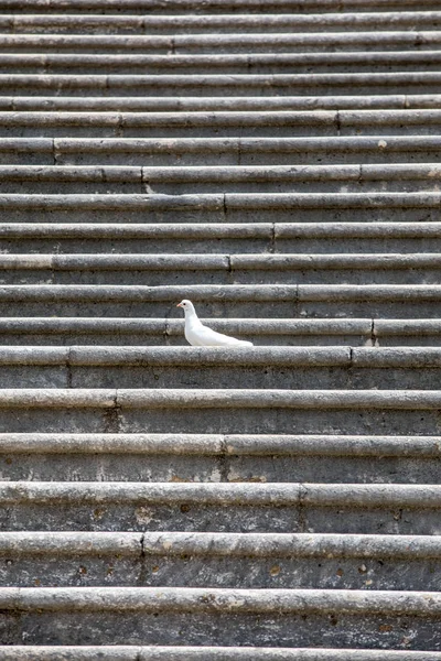 Pigeon symbol of peace on the steps of the monastery in Monte Cassino. Italy