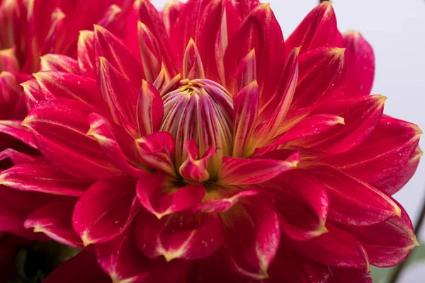 Rode Dahlia Bloem Geïsoleerd Witte Achtergrond — Stockfoto