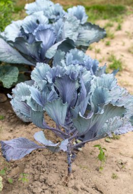 Kırmızı lahana kafa bahçesinde yakın çekim