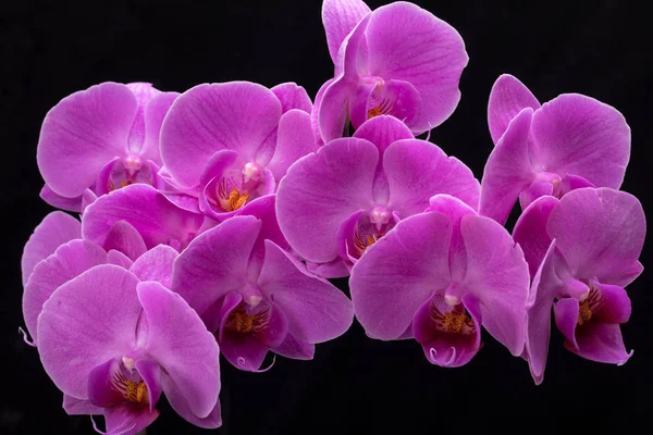 Flor Orquídea Rosa Isolada Fundo Preto — Fotografia de Stock