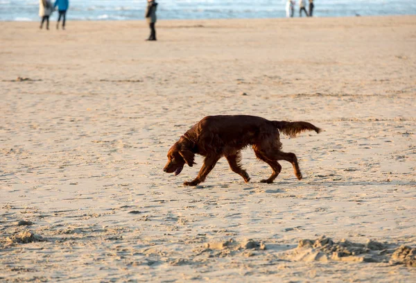 Red Setter Dog Having Fun Beach — Stock Photo, Image