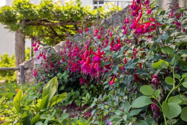 flowers of red dipladenia mandevilla  in garden clipart