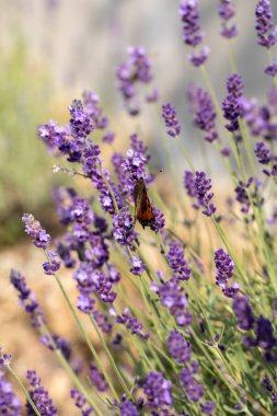  Fransa, Sault yakınlarındaki Provence 'de açan lavanta çiçekleri.