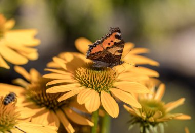 Boyalı Kadın (Vanessa Cardui), bahçede siyah gözlü Susan (Rudbeckia hirta) ile beslenen kelebek.