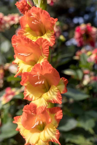 夏の庭のグラジオラスの花の頭 — ストック写真