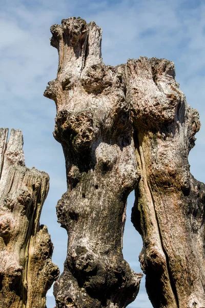 Großer Wellenbrecher 3000 Baumstämme Zum Schutz Der Stadt Vor Den — Stockfoto