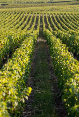 Saint Emilion bölgesindeki şarap hasadından önce şarap bahçesinde şarap sıraları üzerinde olgun kırmızı şarap üzümleri. Fransa