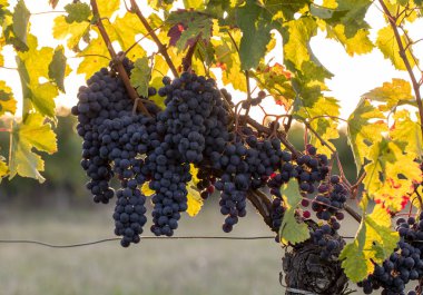 Saint Emilion, Gironde, Aquitaine yakınlarındaki Montagne üzüm bağında sıcak güneş ışığıyla aydınlanan olgun Merlot üzümleri. Fransa