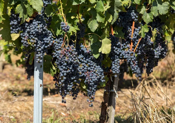 Uvas Vinho Tinto Prontas Para Colheita Produção Vinho Saint Emilion — Fotografia de Stock