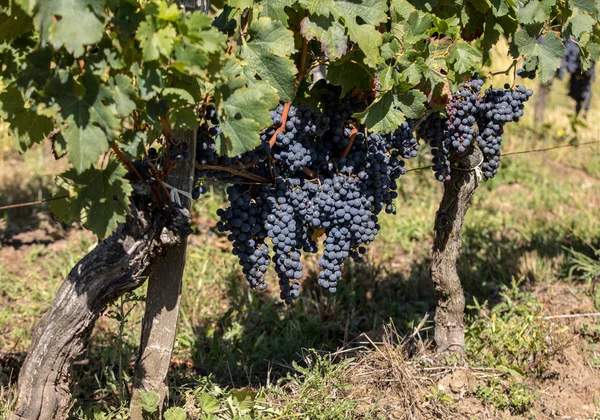Uve Vino Rosso Pronte Vendemmia Produzione Vino Saint Emilion Francia — Foto Stock