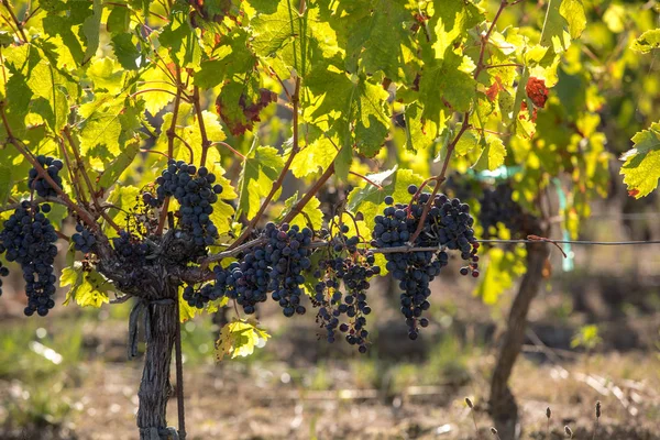 Röda Vindruvor Redo För Skörd Och Vinproduktion Medoc Frankrike — Stockfoto