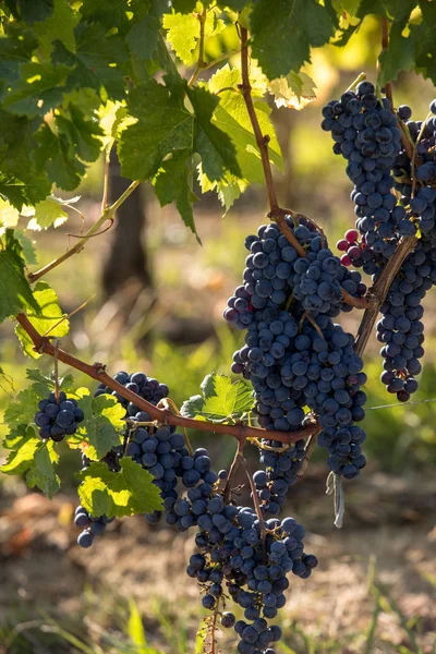 Röda Vindruvor Redo För Skörd Och Vinproduktion Medoc Frankrike — Stockfoto