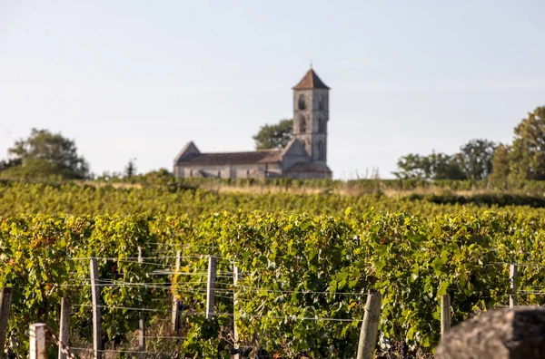 Mogna Röda Merlot Druvor Rader Vinstockar Gård Före Vinskörden Montagne — Stockfoto