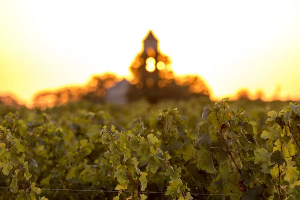 Zachód Słońca Nad Winnicami Montagne Pobliżu Saint Emilion Gironde Akwitania — Zdjęcie stockowe