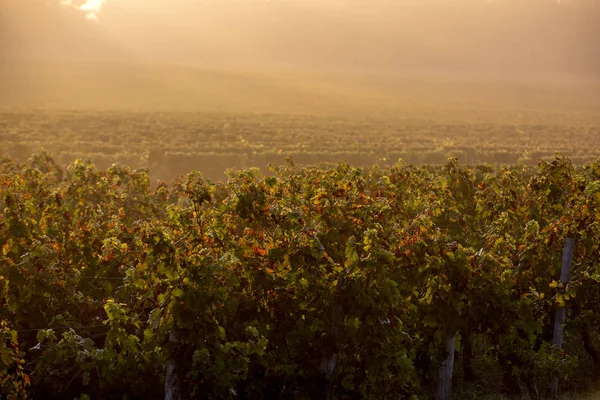 Luz Mañana Los Viñedos Saint Georges Montagne Cerca Saint Emilion — Foto de Stock