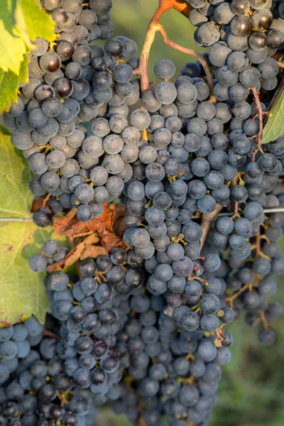 Close Uvas Vermelhas Merlot Vinha Emilion Gironde Aquitaine França — Fotografia de Stock