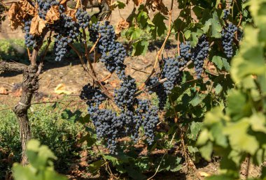 Kırmızı şarap üzümleri hasat ve şarap üretimine hazır. Aziz Emilion, Fransa