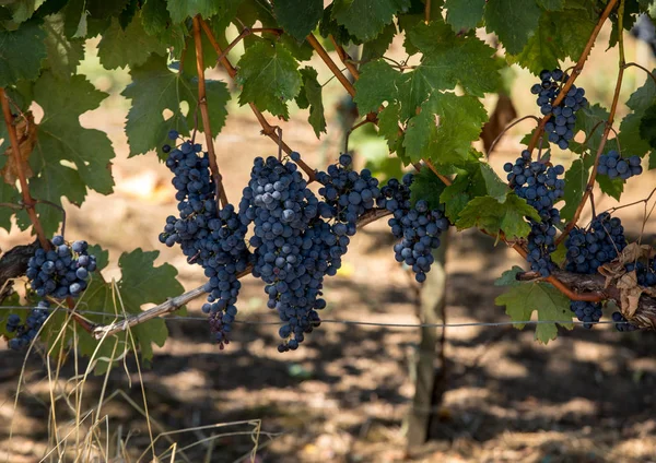 Uvas Tintas Preparadas Para Vendimia Producción Vino Saint Emilion Francia — Foto de Stock