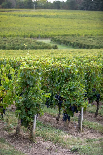 Ripe Red Merlot Grapes Rows Vines Vienyard Wine Harvest Saint — Stock Photo, Image