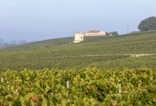 Morning Light Vineyards Saint Georges Montagne Saint Emilion Gironde France — Stock Photo, Image