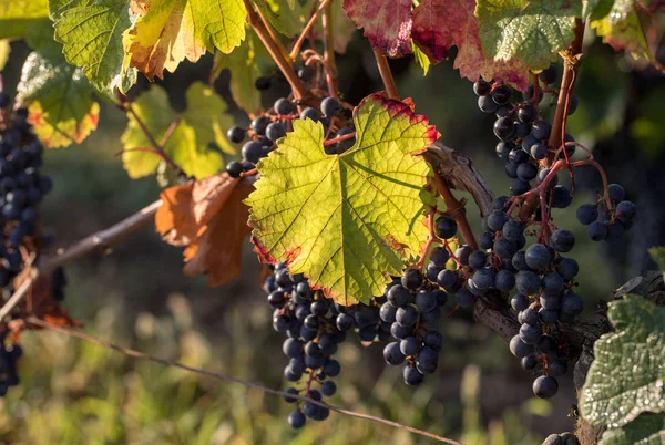 Red wine grapes ready to harvest and wine production. Saint Emilion, France