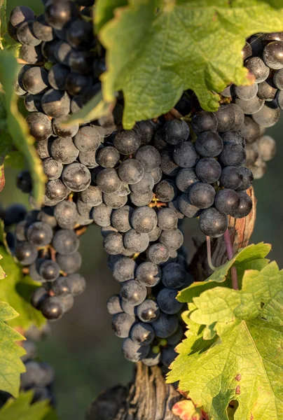 Közelről Vörös Merlot Szőlő Szőlőültetvényen Szent Emilion Gironde Aquitaine Franciaország — Stock Fotó