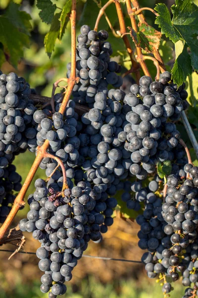 Közelről Vörös Merlot Szőlő Szőlőültetvényen Medoc Gironde Aquitaine Franciaország — Stock Fotó