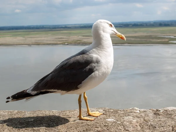 Möwe Mont Saint Michel Mittelalterliche Befestigte Abtei Und Dorf Auf — Stockfoto