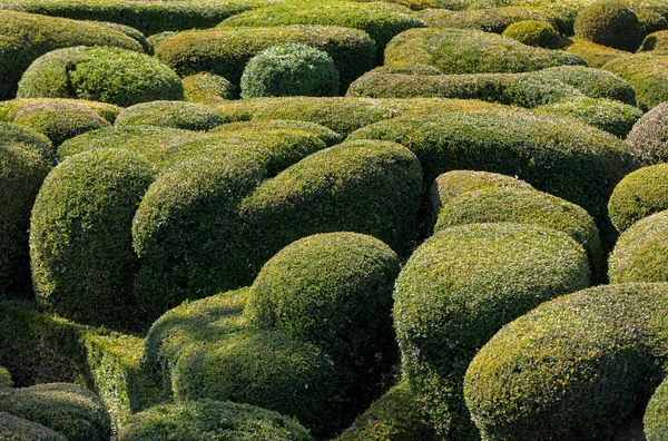 Topiary Los Jardines Los Jardines Marqueyssac Región Dordoña Francia —  Fotos de Stock