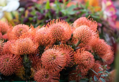  İğne yapraklı portakal çiçeği ya da leucospermum yaprağı..