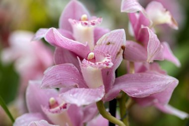 Güzel pembe orkide çiçeğine yaklaş