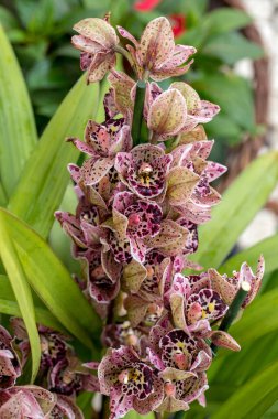 Güzel, renkli bir orkide çiçeğine yakın.