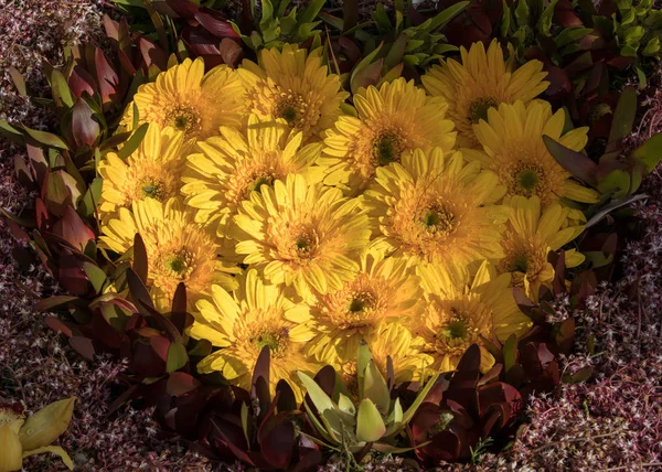 Samenstelling Met Kleurrijke Bloemen Vorm Van Een Hart — Stockfoto
