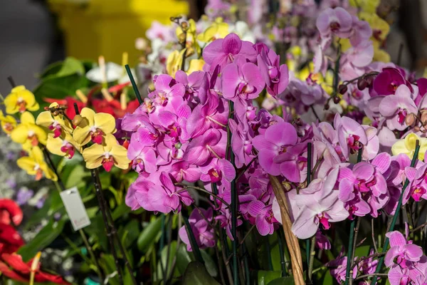 Närbild Skönhet Färgglada Orkidé Blomma — Stockfoto