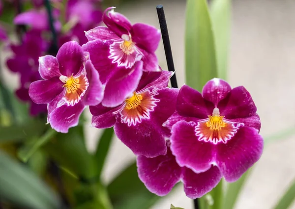 Primo Piano Del Fiore Rosso Del Orchid Bellezza — Foto Stock