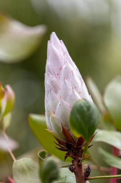 Knospe Von King Protea Oder Protea Cynaroides Der Nationalblume Südafrikas — Stockfoto
