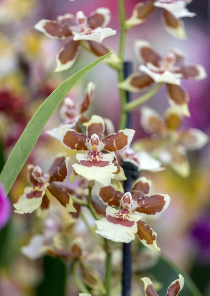 Primo Piano Bellezza Colorato Fiore Orchidea — Foto Stock