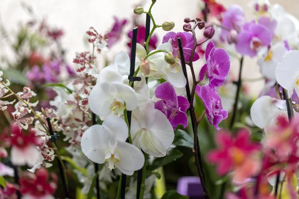 美しいカラフルな蘭の花のクローズアップ — ストック写真