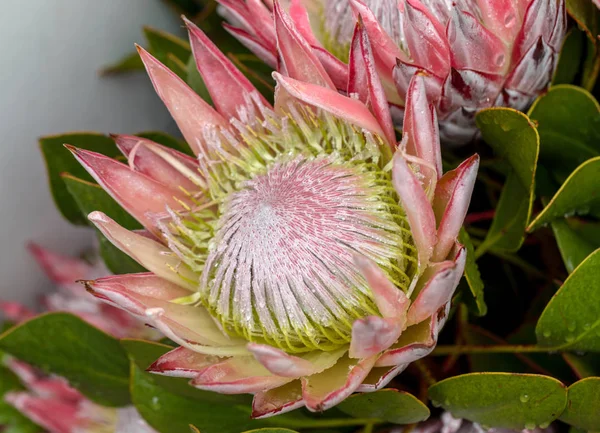 Королевский Прочай Цинароид Протея Национальный Цветок Юар — стоковое фото