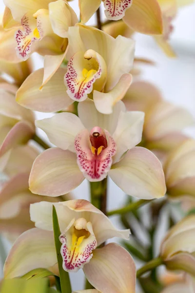 Gros Plan Beauté Jaune Fleur Orchidée — Photo