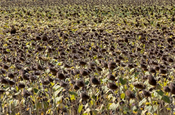 Field of drying sunflowers in valley of Dordogne river. France